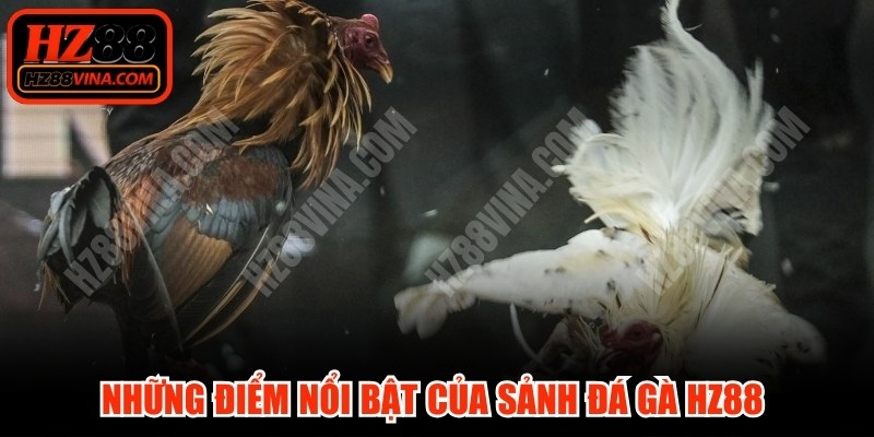 Những điểm nổi bật của sảnh đá gà HZ88 thu hút người chơi