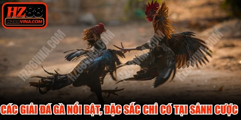 Đặt cược Đá gà HZ88 dễ dàng, tiện lợi chỉ với vài thao tác